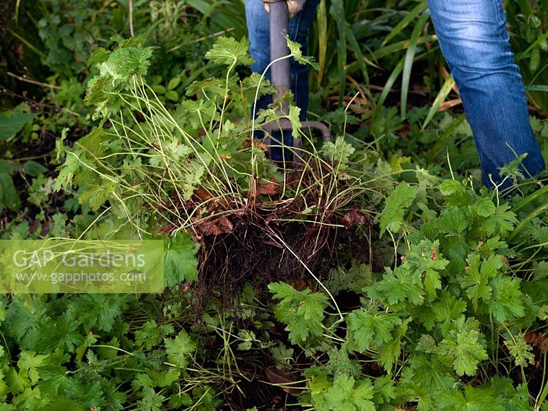 Plant division. Most perennials should be divided every 2-4 to years, to keep healthy and vigorous, whilst also producing extra, free plants. Division usually takes place from autumn - early spring, when plants are dormant. Lift plant with a fork, taking sizeable root ball to avoid damaging roots.