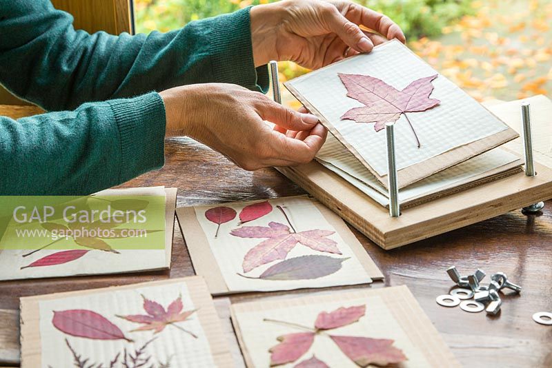 Opening up the layers in the leaf press to reveal the pressed Autumn leaves