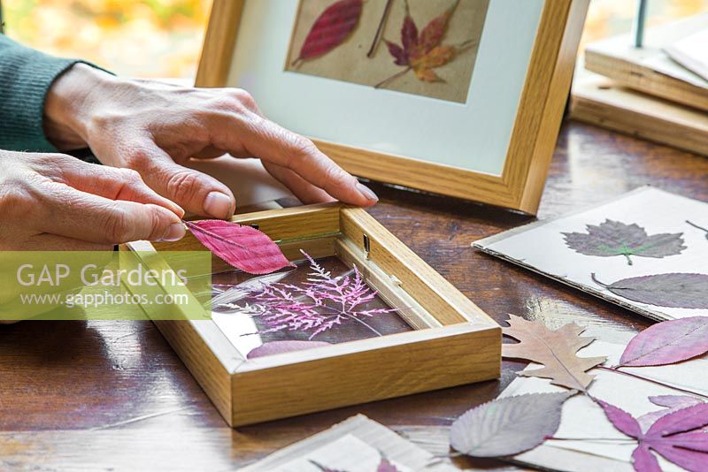 Placing pressed Autumnal leaves in a photo frame