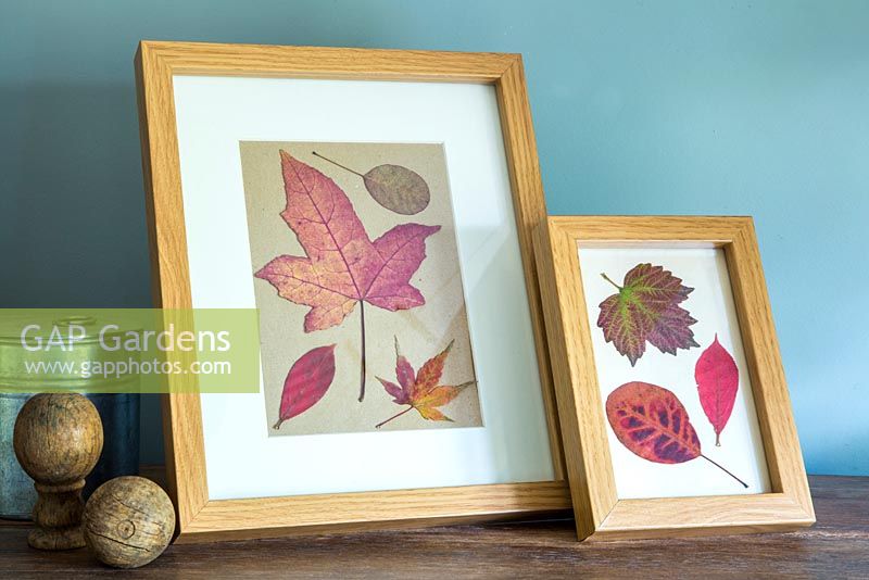 Pressed Autumnal leaves displayed in a photo frame