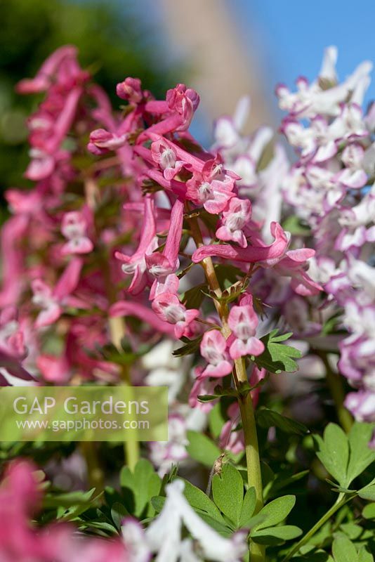 Corydalis solida 'Frodo' and 'Beth Evans', May, Holter, Norway