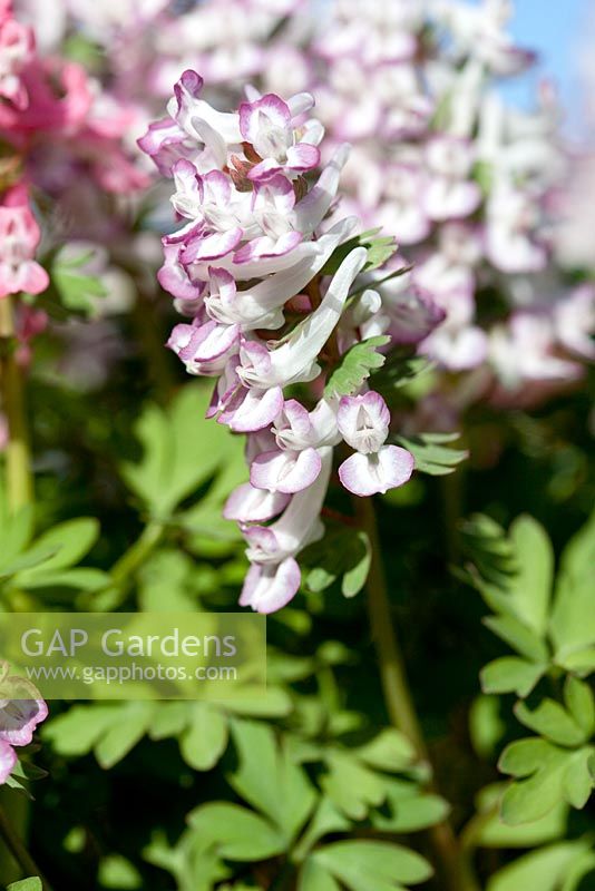 Corydalis solida 'Frodo' and 'Beth Evans', May, Holter, Norway