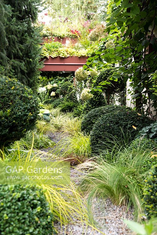 Gravel path leading to the mirror and roof garden amongst Carex oshimensis 'Everillo', Carex 'Ice Dance', Uncinia uncinata, Hydrangea paniculata 'Limelight' and topiary buxus balls.