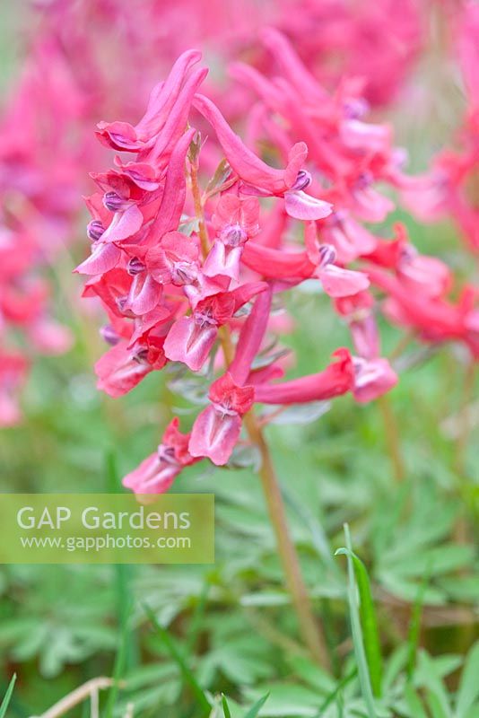 Corydalis solida 'George Baker', May, Holter, Norway