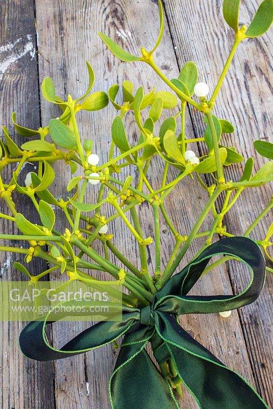 Mistletoe bouquet with a green ribbon, on wooden surface. 