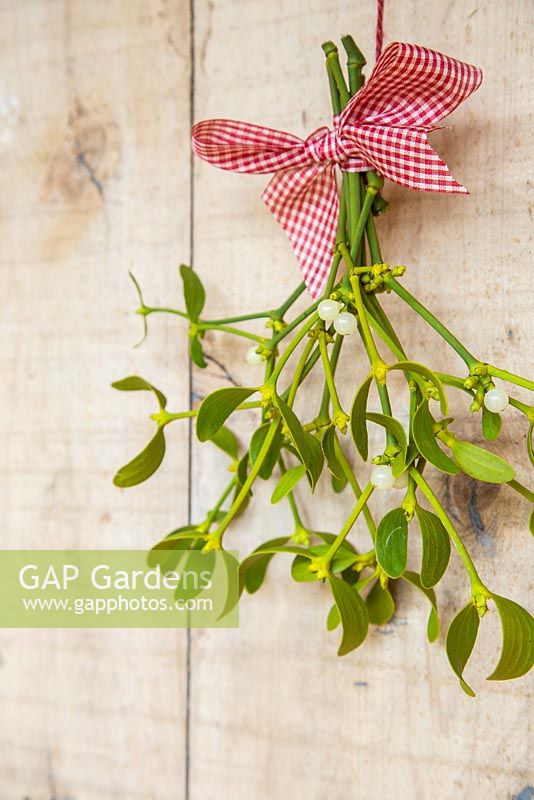 Mistletoe bouquet with a checkered red ribbon, hanging on a door. 