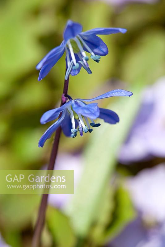 Scilla siberica syn. Othocallis siberica, May, Holter, Norway