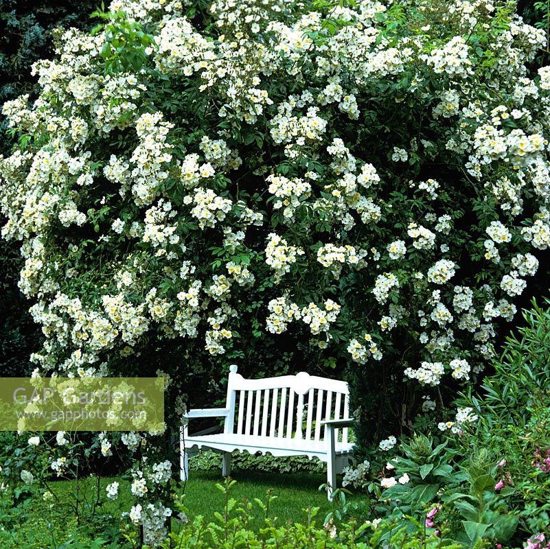 Rosa 'Bobbie James' - Metal arch smothered in white rambling rose