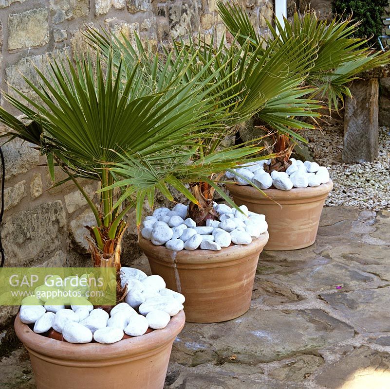 Trachycarpus fortunei - 3 identical terracotta pots filled with Chusan palm and topped with white pebbles cheer up a dull, shady house wall.
