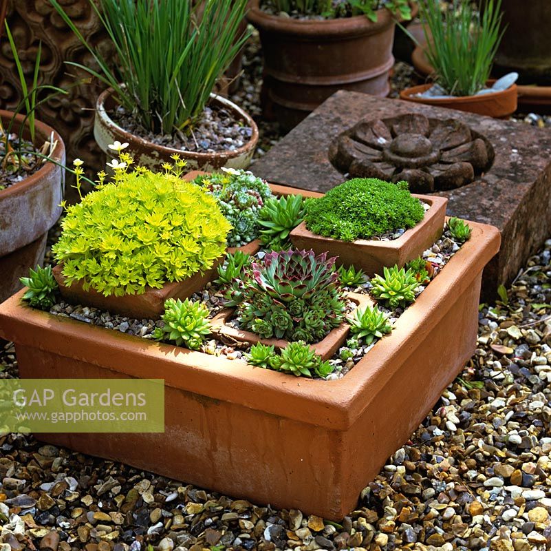 Detail in a pot arrangement of a shallow, rectangular pot filled with succulents and alpines.