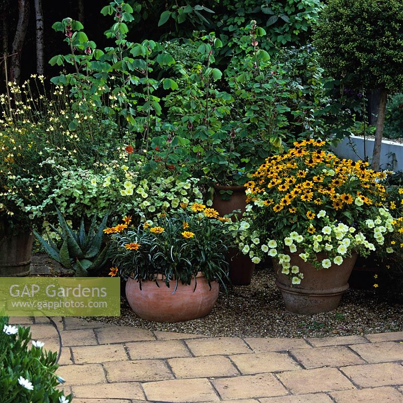 Pots of drought tolerant plants - agave, Gazania 'Tiger Stripes', Petunia surfinia 'Victorian Yellow', Rudbeckia hirta 'Toto', salvia and Amicia zygomeris.