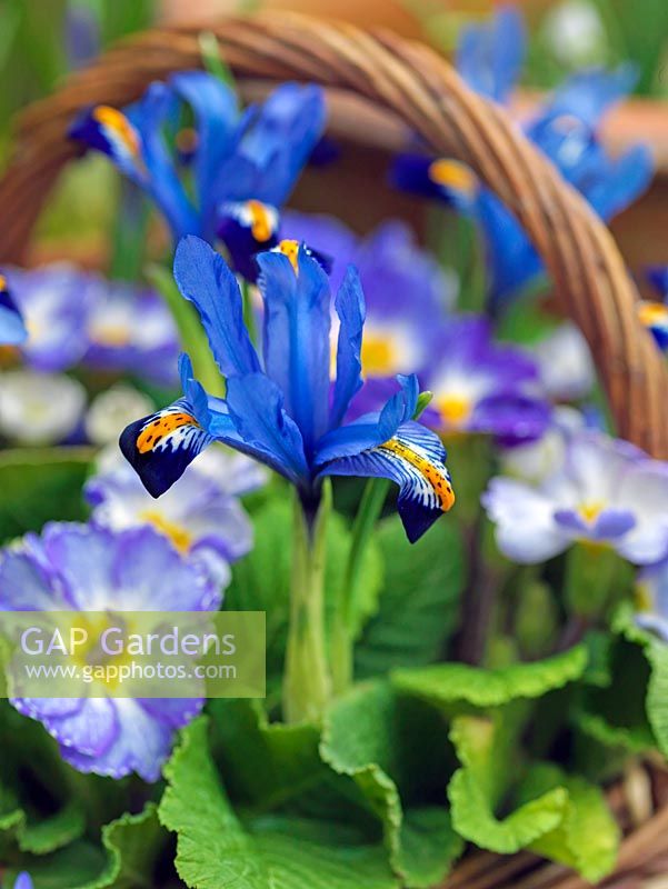 Small basket is planted with blue Iris reticulata 'Harmony' and Primula 'Denim Mixed'