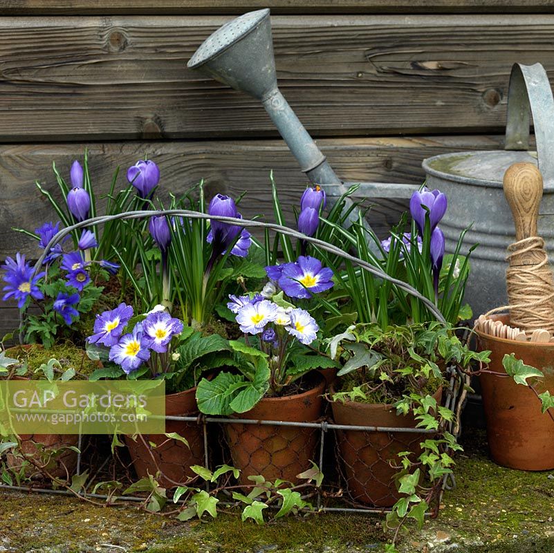 Old wire basket of terracotta pots is planted with Primula Blue Denim, Anemone blanda 'Blue Star', Crocus 'Blue Bird', trailing ivy and violas. In watering can, seedheads of lily, agapanthus. On ground, seedheads of poppy, coneflower and iris.
