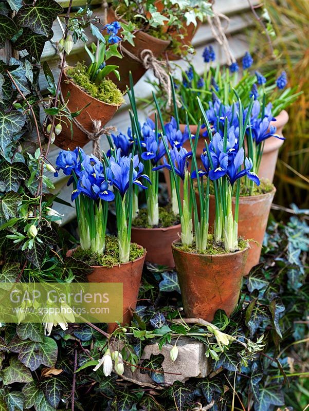 Iris reticulata 'Harmony' in terracotta pots. Behind, grape hyacinths. Trailing ivy and Clematis cirrhosa var. balearica climbing over stone shelf. Behind, slatted fence with hanging pots.
