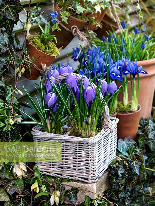 Iris reticulata 'Harmony' in terracotta pots. Behind, grape hyacinths. Trailing ivy and Clematis cirrhosa var. balearica climbing over stone shelf. Behind, slatted fence with hanging pots. Basket of Crocus 'Blue Bird'.