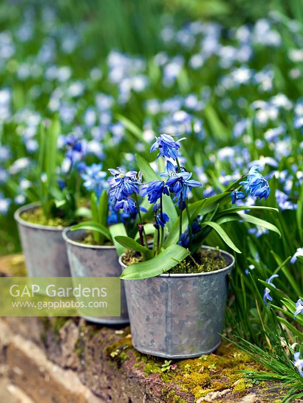 Galvanised containers of Scilla siberica, set in front of a carpet of naturalised Chionodoxa forbesii.