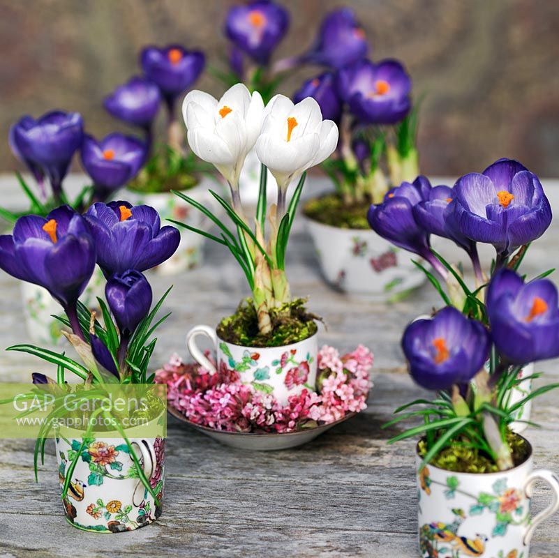 A blue and white spring display with crocus planted in a vintage coffee set.