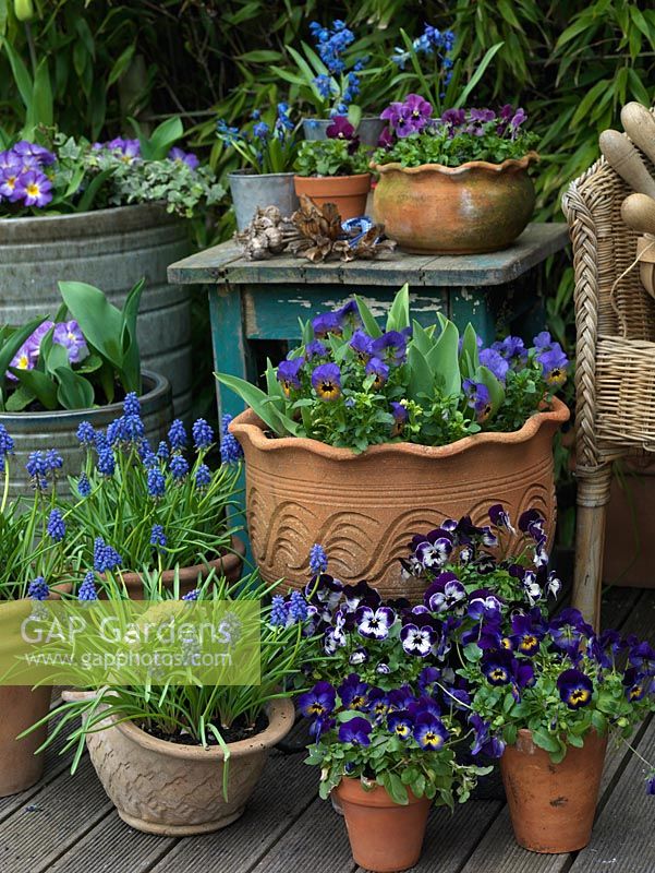 Pots of blue violas, Muscari armeniacum, primula and scillas.