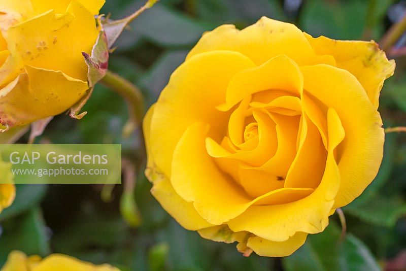 Rosa 'Freedom'. Hybrid Tea Rose