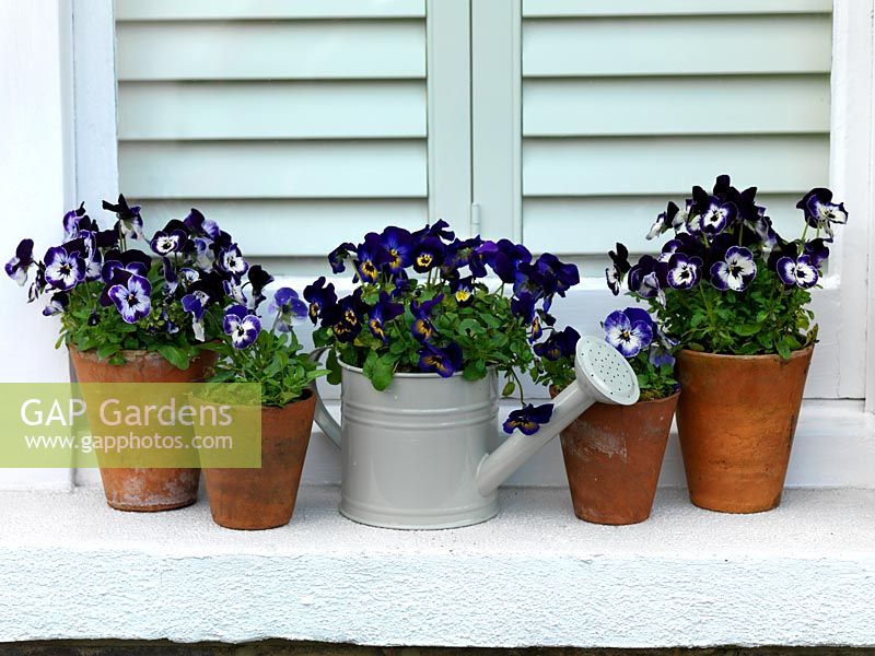 A purple themed spring display with containers of annual Violas.