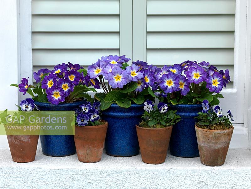 A spring windowsill display of primulas in glazed blue and terracotta pots.