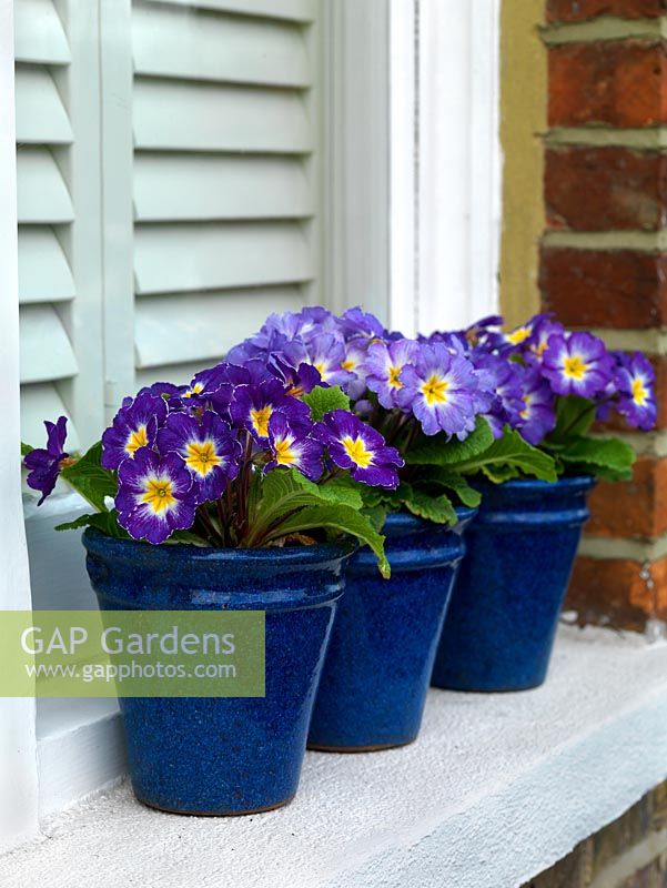 A spring windowsill display of primulas in glazed blue pots.