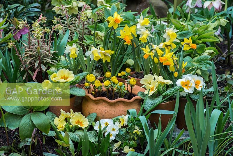 A spring display with Narcissus 'Jetfire' and 'Topolino', Primula vulgaris and Eranthis hyemalis in terracotta containers.