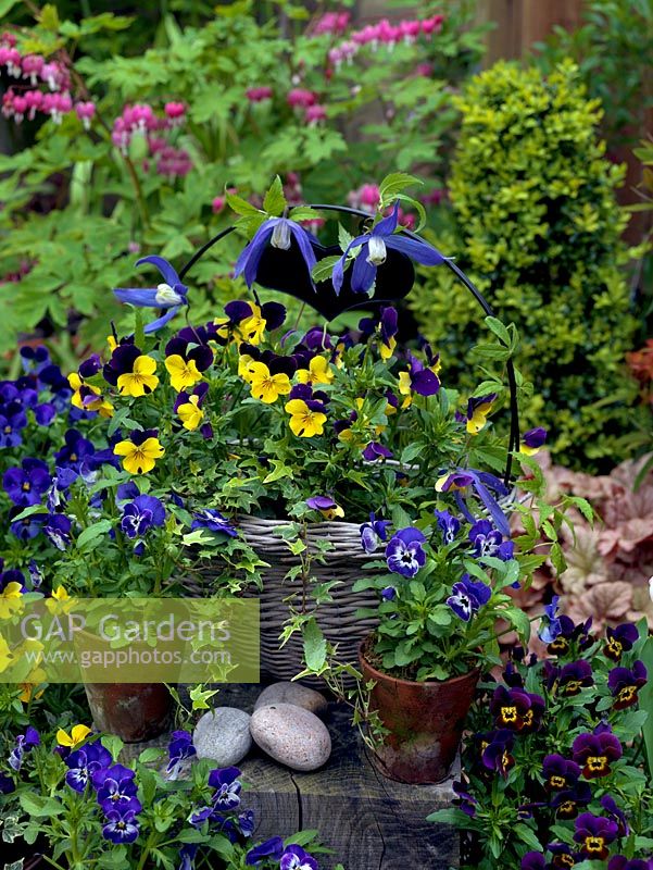 A spring container display of bedding Viola 'Yellow Duet', 'Denim Jump Up' and 'Sorbet'.