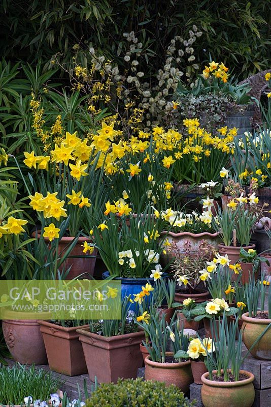 Tiered spring container display - with Narcissus 'Rijnveld's Early Sensation'. N. 'Jetfire' and 'Topolino', N. 'Sweetness' in wooden planter. N. 'Jack Snipe'. Euphorbia martinii 'Ascot Rainbow', violas and primulas.