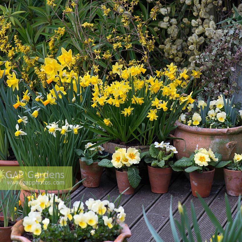 Spring container display with Narcissus 'Sweetness' in wooden planter, Narcissus 'Jack Snipe', Narcissus 'Jetfire', Narcissus Rijnveld's 'Early Sensation'. Yellow and white primulas and violas.