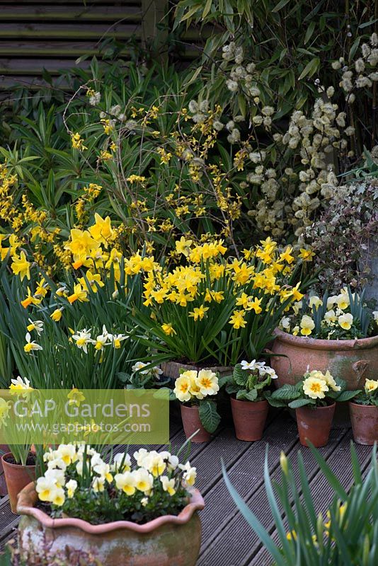 Spring container display with Narcissus 'Sweetness' in wooden planter, Narcissus 'Jack Snipe', Narcissus 'Jetfire', Narcissus Rijnveld's 'Early Sensation'. Yellow and white primulas and violas. Behind, pussy willow and forsythia.