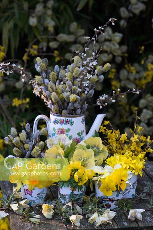 Table display of golden yellow spring flowers and twigs in old china tea set. Salix caprea - Pussy willow, Narcissus 'Jetfire', Eranthis hyemalis - winter aconite, winter violas, Helleborus x hybridus, celandines and forsythia. In front, Clematis cirrhosa x balearica.