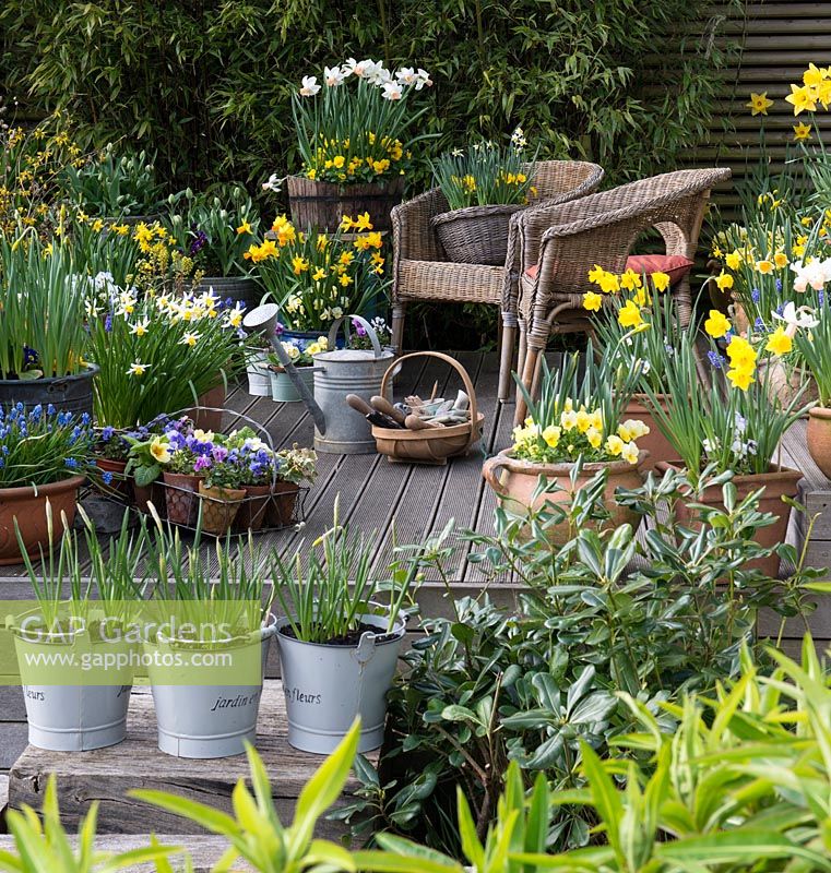 Wooden raised deck with spring containers of violas, primulas and daffodils in various pots