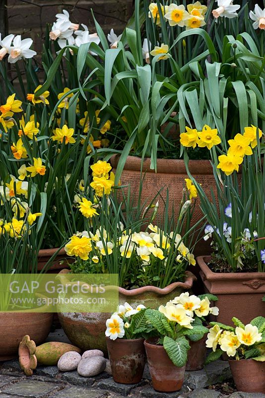 Spring container display. Clockwise, left to right - Narcissus 'Double Smiles', N. Jetfire, N. jonquilla 'Derringer', Narcissus cyclamineus 'Cotinga', N. obvallaris. Primulas in small pots.