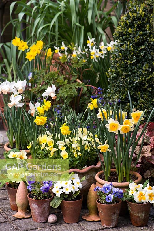 Spring container arrangement. Clockwise, left to right -  Narcissus 'Double Smiles' with yellow violas, Narcissus cyclamineus 'Cotinga', N. obvallaris,  N. 'Jack Snipe', N. jonquilla 'Derringer'. Violas and Primulas in small pots.