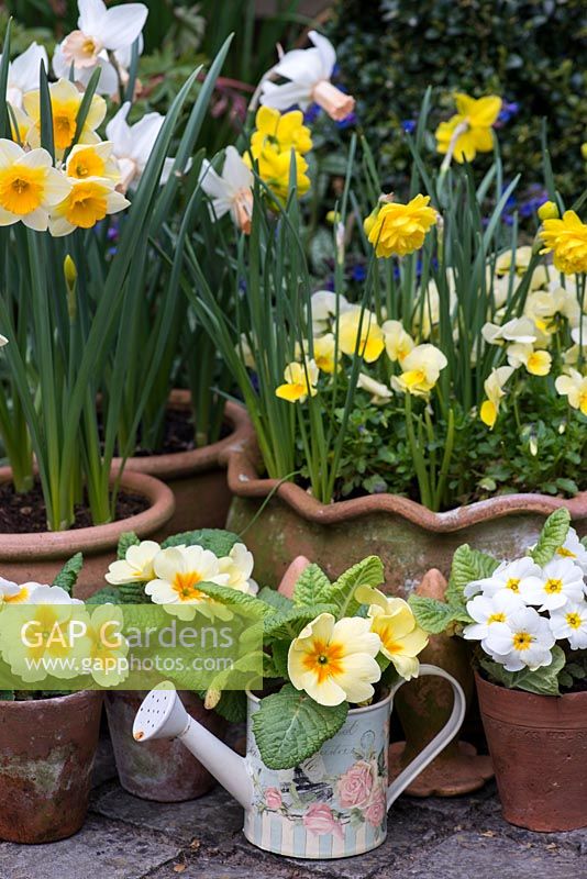 Litte watering can and terracotta pots of primulas. Behind, daffodils - Narcissus jonquilla 'Derringer', N. cyclameneus 'Cotinga' and N. 'Double Smiles'.