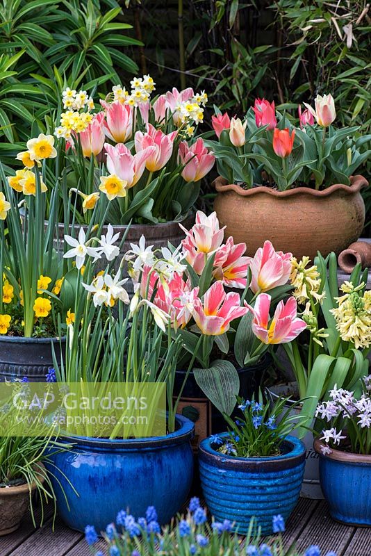 Arrangement of pots containing spring flowering bulbs for early colour - Tulipa greigii Tsar Peter and Pandour, Narcissus jonquilla Derringer, Narcissus tazetta, Hyacinthus orientalis City of Harlem, Muscari armeniacum, Scilla siberica and Chionodoxa forbesii Giant Pink.

