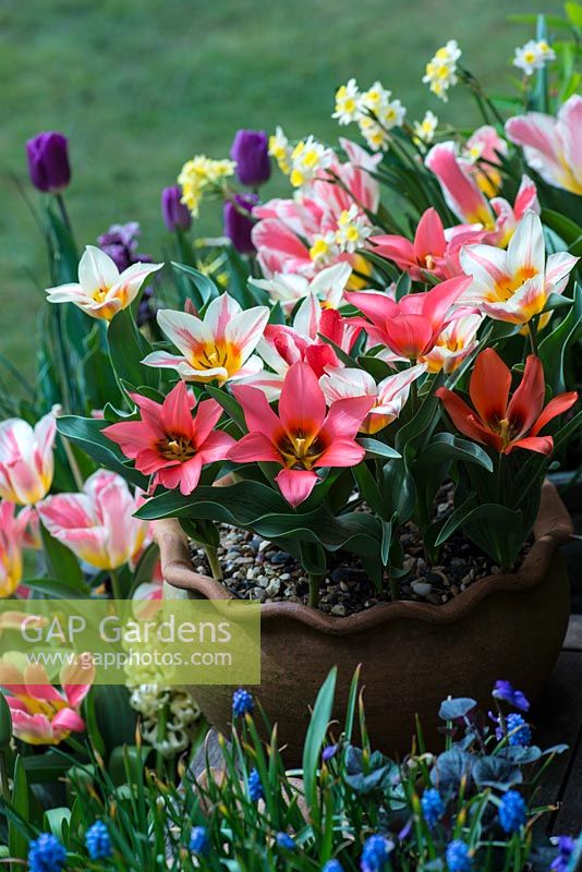 Arrangement of pots containing spring flowering bulbs for early colour Tulipa greigii 'Tsar Peter' and Pandour, Narcissus tazetta, Hyacinthus orientalis 'City of Harlem', Muscari armeniacum.