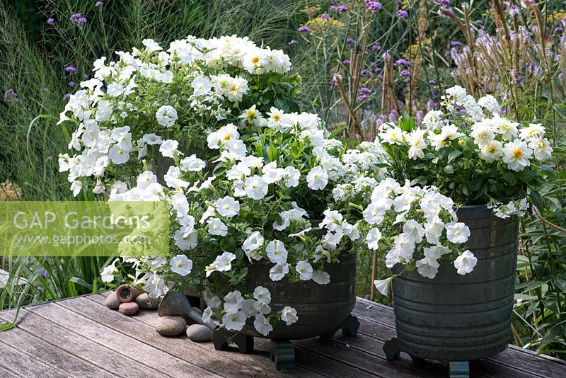 White themed glazed pots planted with white trailing verbena, Dahlietta 'Select Blanca' and white surfinia petunias