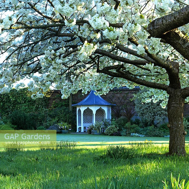 Branches of spreading Prunus Shirotae - syn. P. Mount Fuji with white, fragrant flowers in mid spring, framing view of wooden gazebo beside lawn.