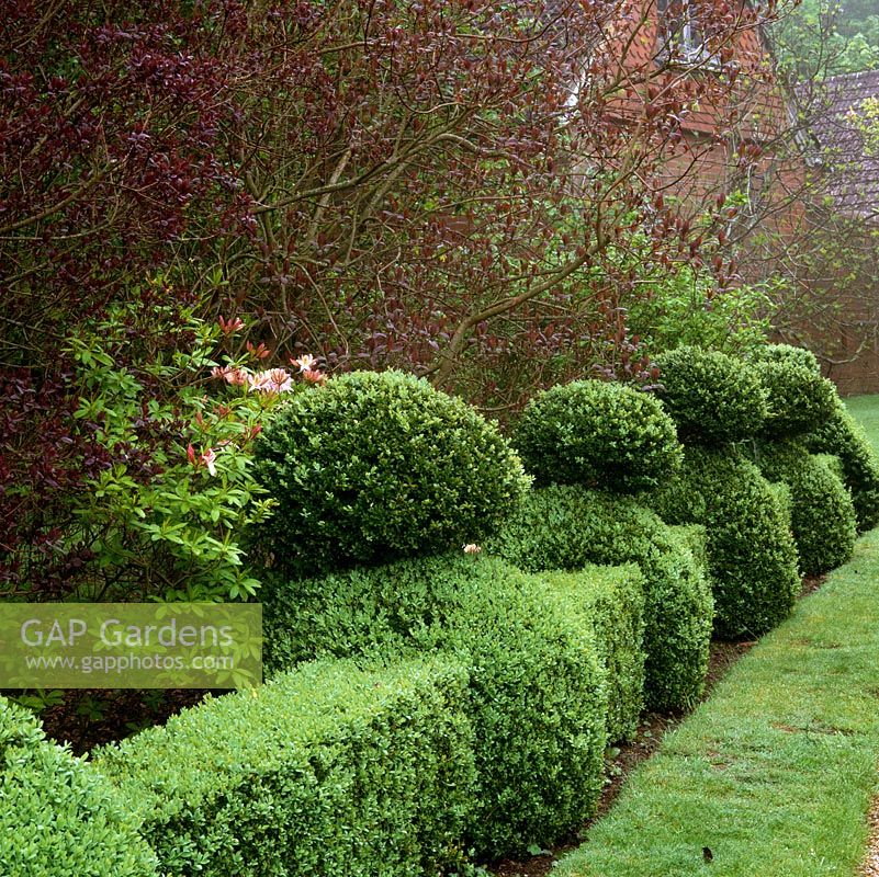 Buxus sempervirens - Box hedge clipped into charming series of repeated shapes.