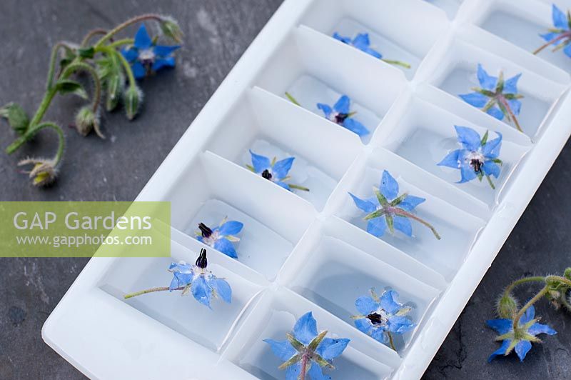 Fresh borage flowers placed in an ice tray.