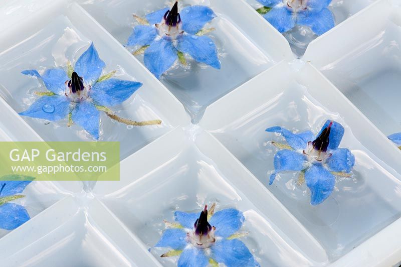 Add the borage flowers to the filled ice cube tray.
