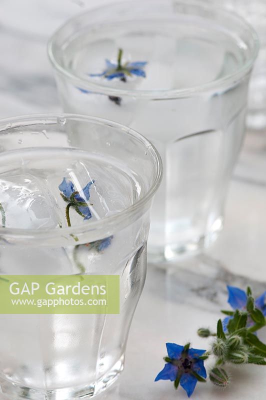 Borage flower ice cubes added to glasses of water.