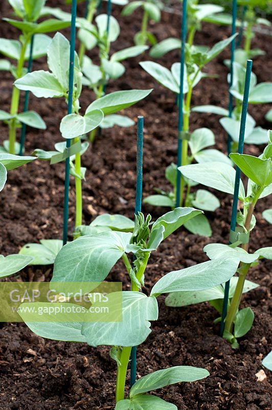 Recently planted Broadbeans 'Masterpiece Long Pod' young plants