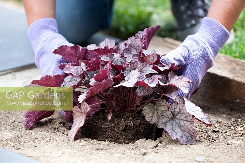 Woman planting out a Heuchera in prepared hole in gravel garden before weed suppressing membrane is laid down.