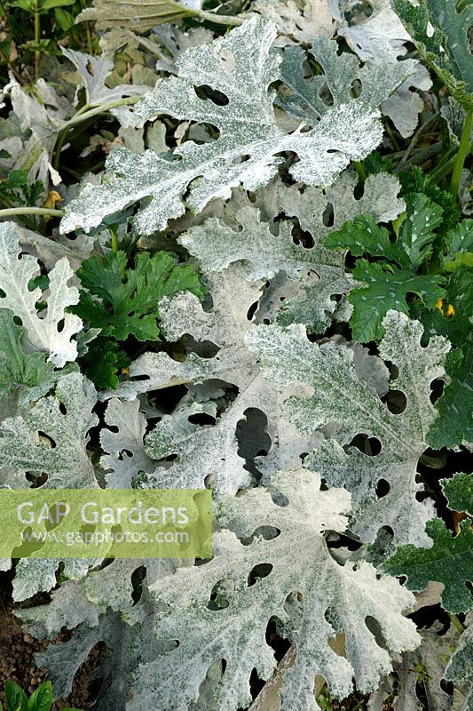 Powdery mildew on leaves of Courgette plants