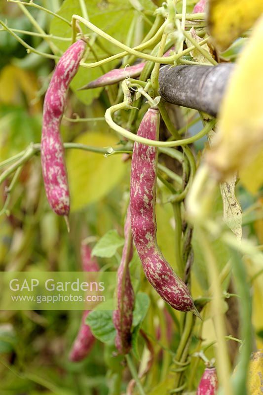 Phaseolus vulgaris - Climbing Bean 'Borlotto Lingua di Fuoco' - Borlotti Firetongue Bean