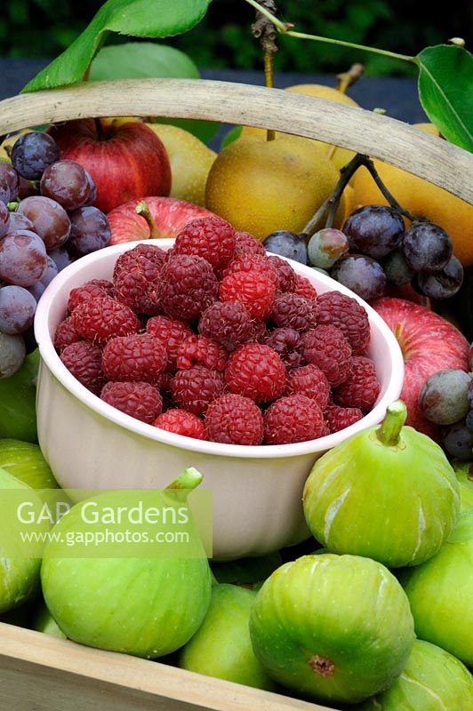 Autumn fruiting Raspberries 'Autumn Bliss' freshly harvested with seasonal fruits in a trug