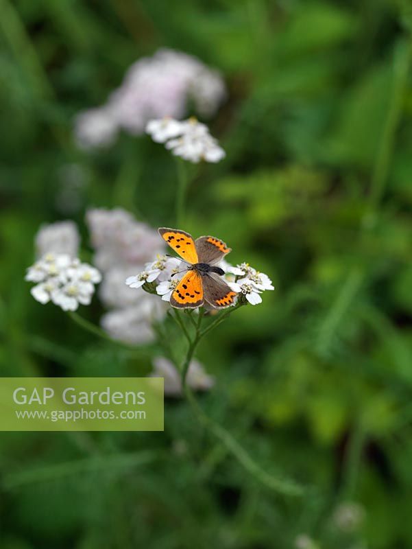 Small Copper butterfly - Lycaena phlaeas is a frequent visitor to country gardens and rough grassland, seeking out flowers such as yarrow - Achillea millefolium